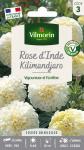 Fleurs - Rose d'Inde Kilimandjaro - PACKAGING_RECTO